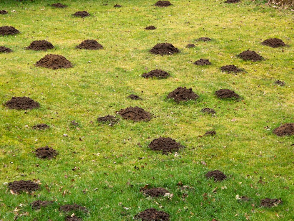 jak-zatocit-s-beznymi-skudci-travniku