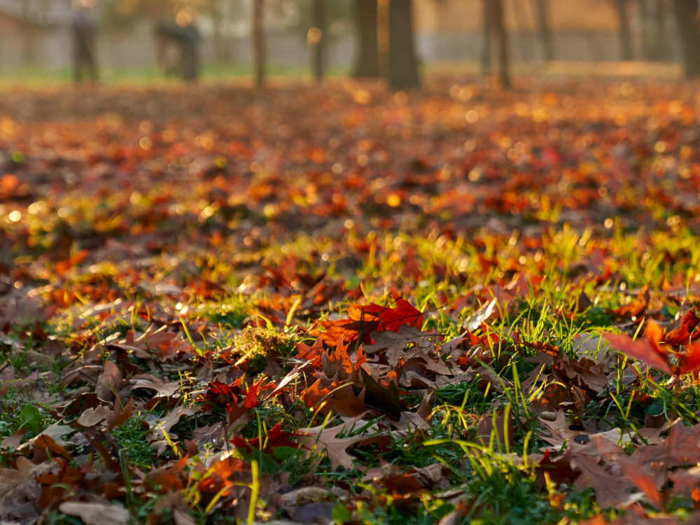 nejcastejsi-chyby-v-peci-o-zahradu-na-podzim-a-jak-se-jim-vyhnout