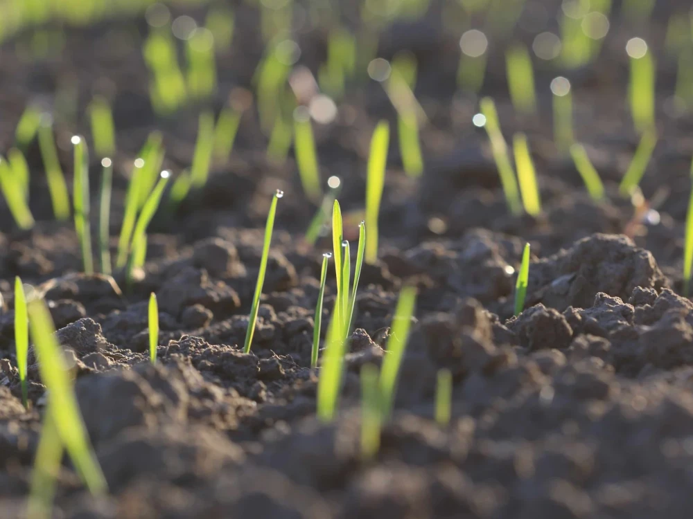 zalozeni-travniku-krok-po-kroku