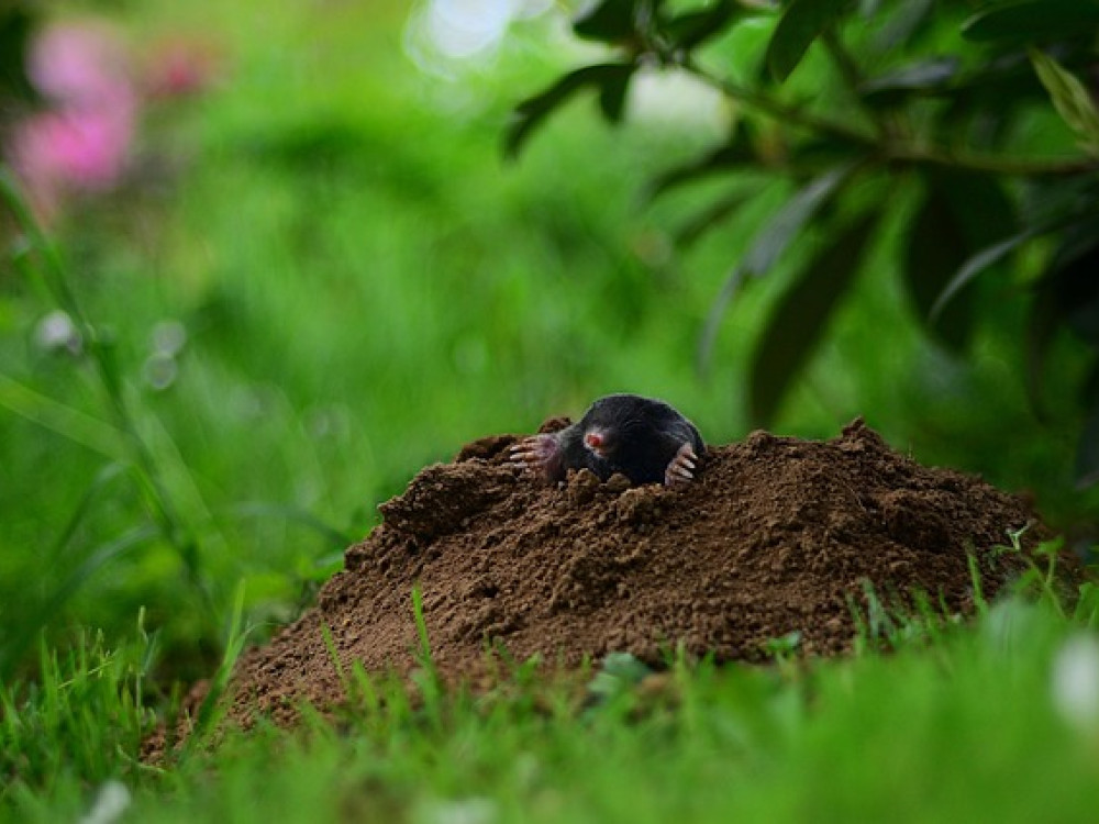 jak-se-zbavit-krtka-na-zahrade