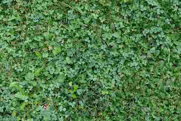 Clover