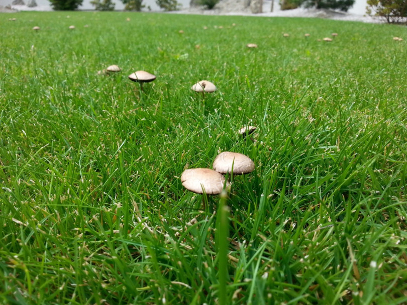 pravidelne-udzovane-travniky-ohrozuji-ruzne-choroby-a-skudci