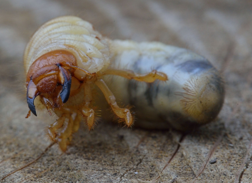 Melolontha_melolontha%2C_meikever_(12)