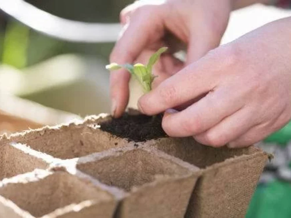 pruvodce-pro-lednovy-vysev-rostlin